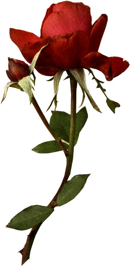 Rose - Garden Roses (552x1024)