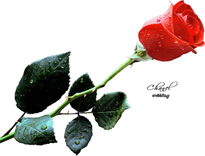 Free Rose Images Hd Wallpapers For Your Screens - Rose Hd (400x304)