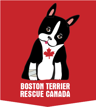 Boston Terrier Rescue Canada Logo - Boston Terrier (600x393)