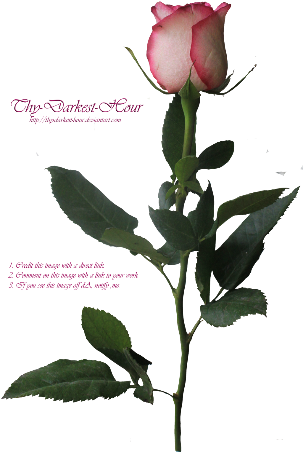 Pink Long Stemmed Rose By Thy Darkest Hour - Pink Long Stem Rose (1024x1525)