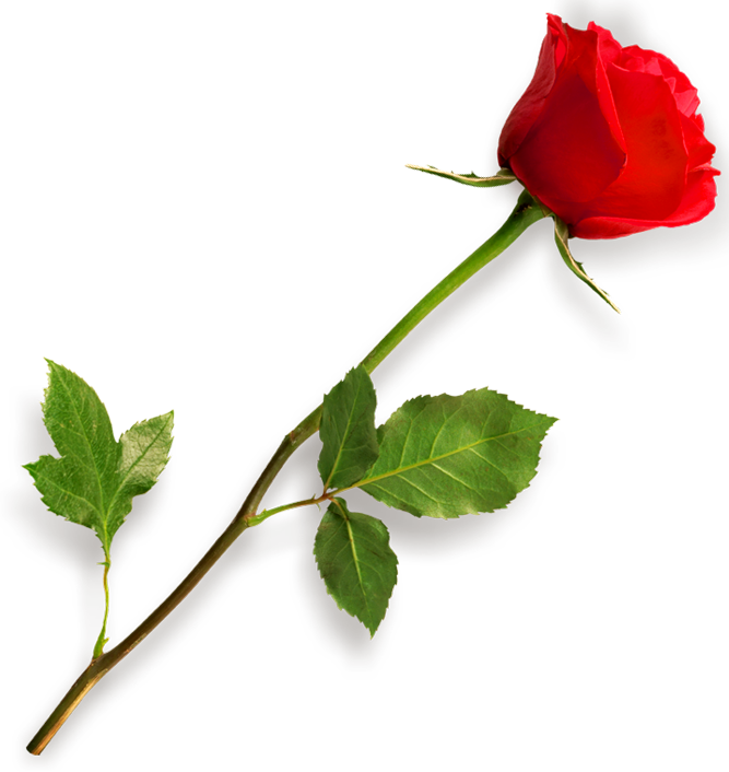Red Rose Flower Free Png Transparent Images Free - Rose Png (667x706)