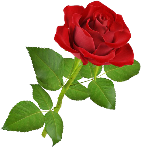 Different Type Of Roses (600x600)