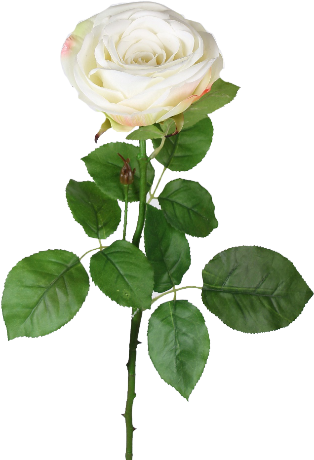 Cream Garden Rose - Rose (648x942)