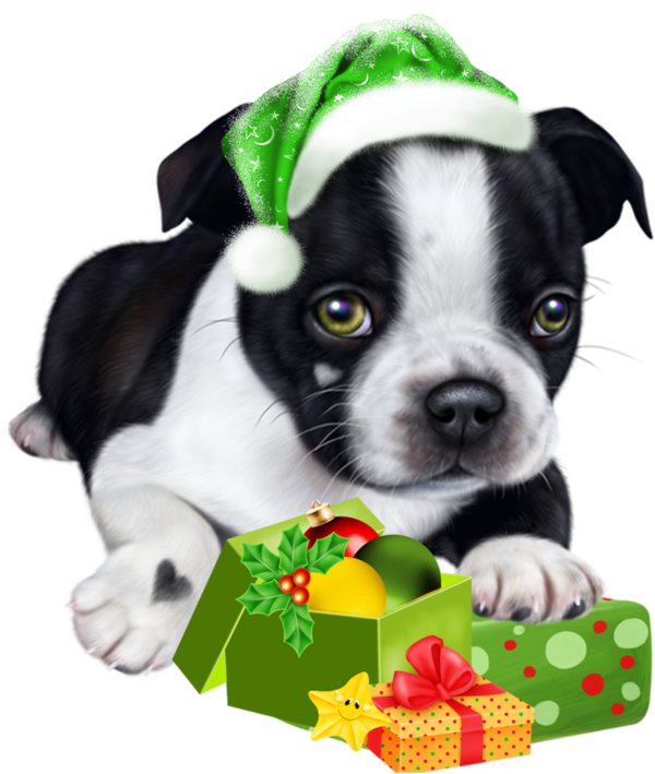 Собаки,кошки,щенки,обои - Boston Terrier (600x736)