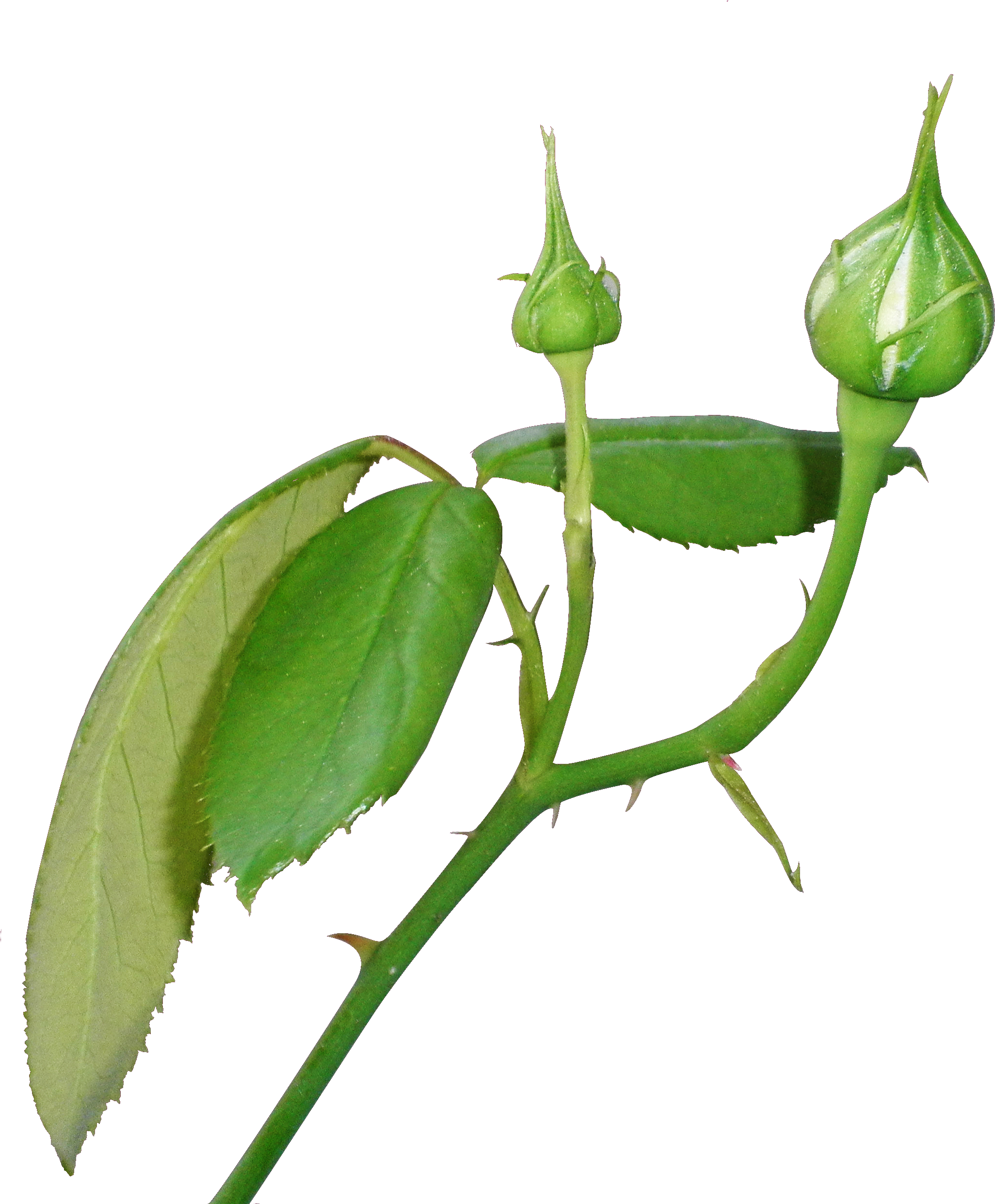 Flower Bud Png (2320x2480)