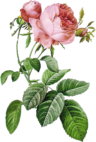 Vintage Rose - Botanical Art In London (501x500)