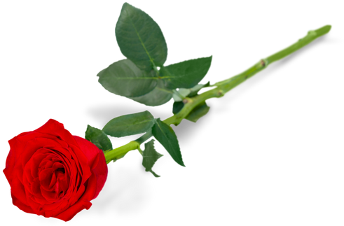 Red Rose - Garden Roses (550x360)