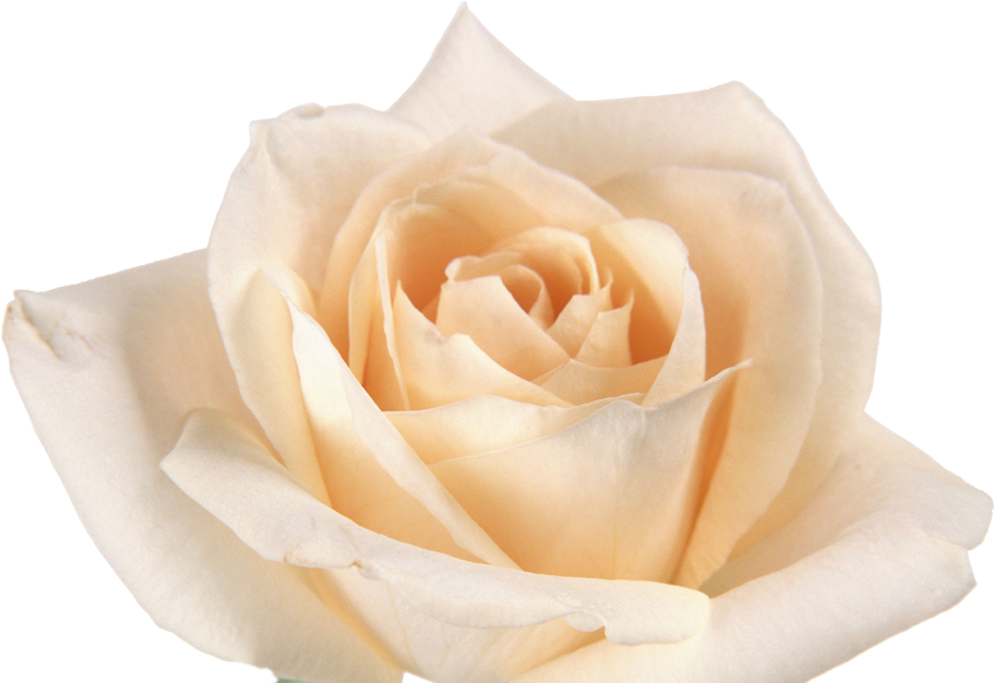 Pink Roses Cut Flowers - 哀慟 的 人 有福 (931x630)