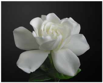 梔 子 花 (400x400)