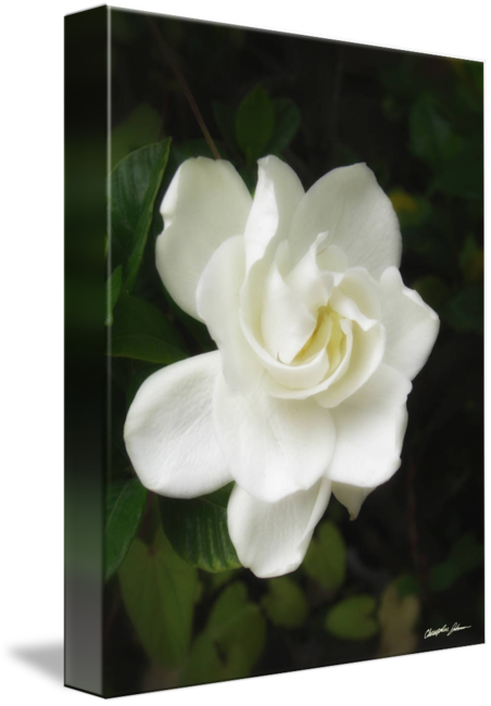 Mitch Hedberg (452x650)