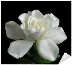 梔 子 花 (400x400)