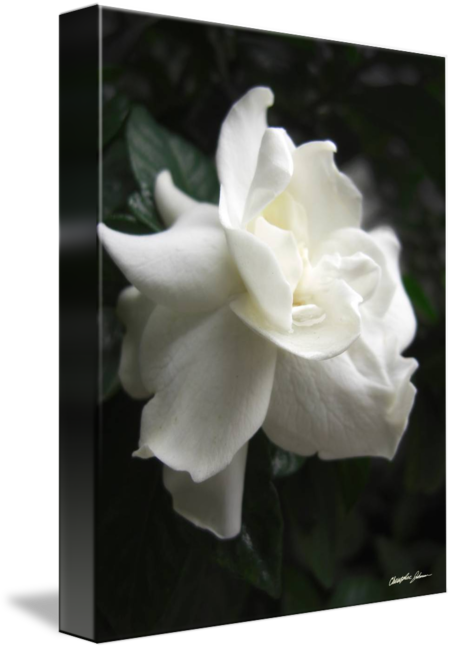 Girl Submission (452x650)