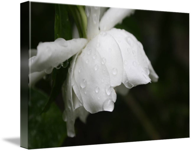 Canvas Print (650x513)