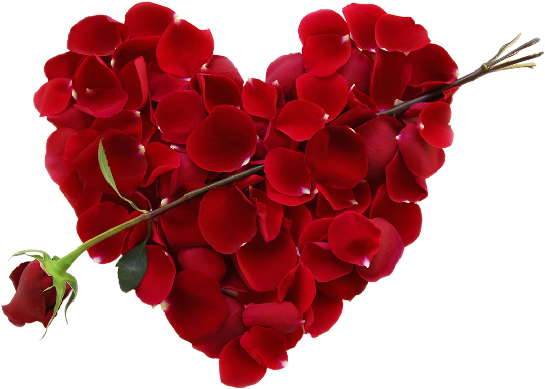 Happy Valentines Day Rose Petals Wallpapers Wallpapers) - Valentine's Day 2018 (1106x800)