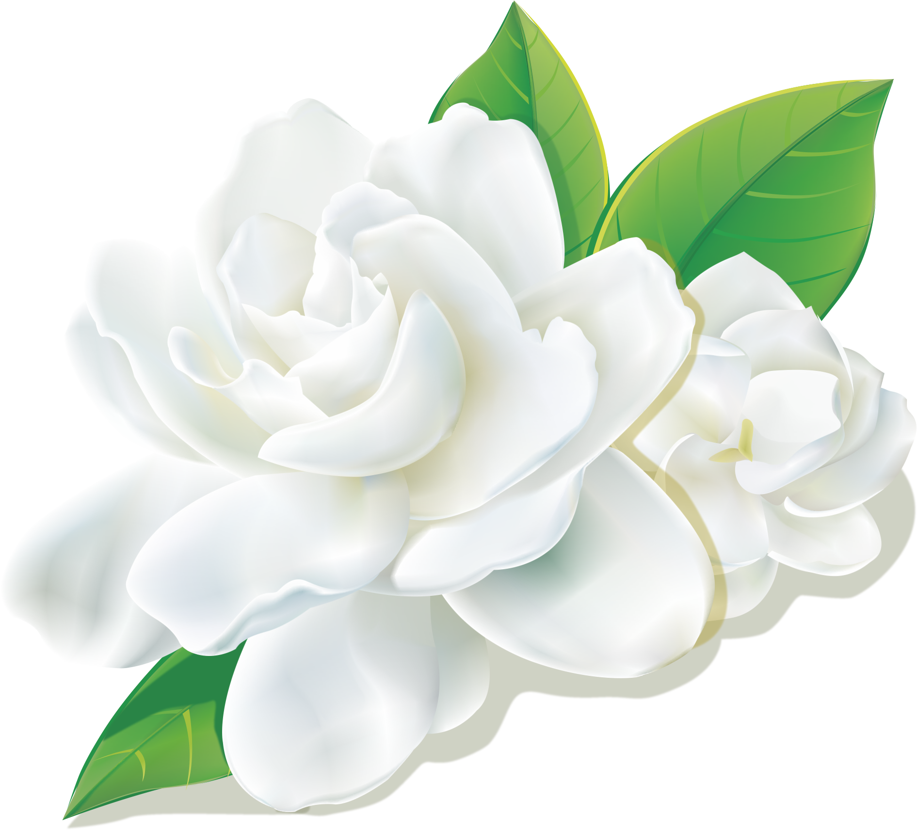 Fresh Camellia - Japanese Camellia (1961x1783)