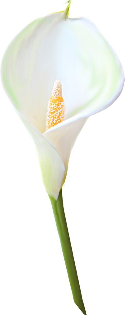 Transparent Calla Lily Flower Clipart - Giant White Arum Lily (400x1004)