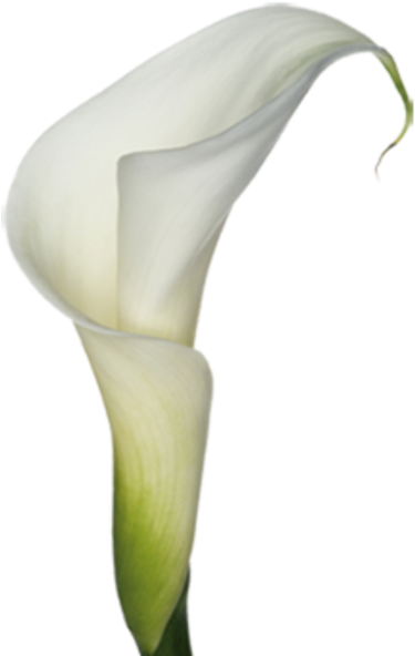 Calla Lily Bouquet Clipart - White Calla Lily Png (376x600)