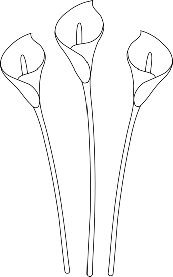 Calla Lily Clipart Line Drawing - Calla Lily Line Drawing (344x550)
