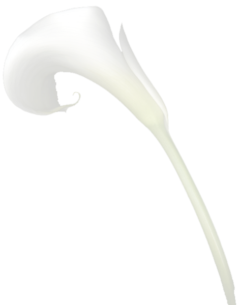 Calla Lily Border Clipart - Lily (468x600)