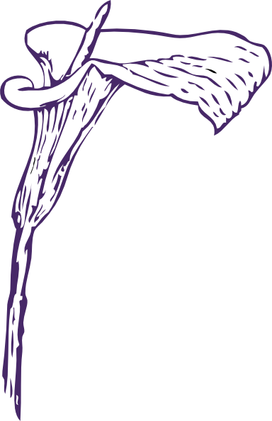 Calla Lily - Calla Lily Clip Art (384x594)