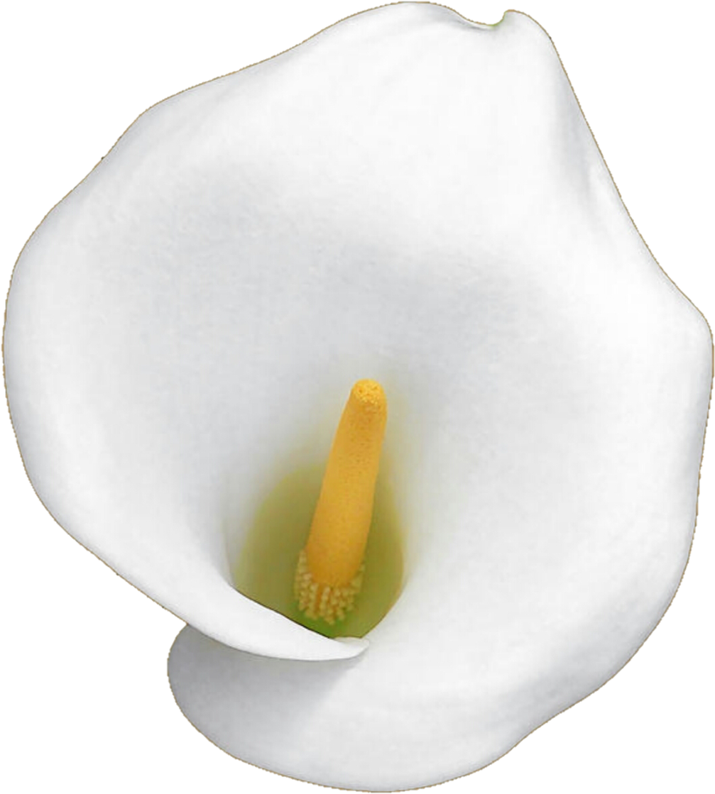 White Calla Lily By Jeanicebartzen27 White Calla Lily - White Calla Lily Transparent (1024x1144)