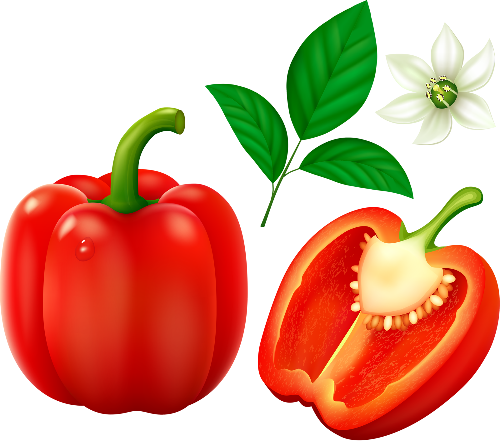Red Pepper - Bell Pepper (1600x1410)