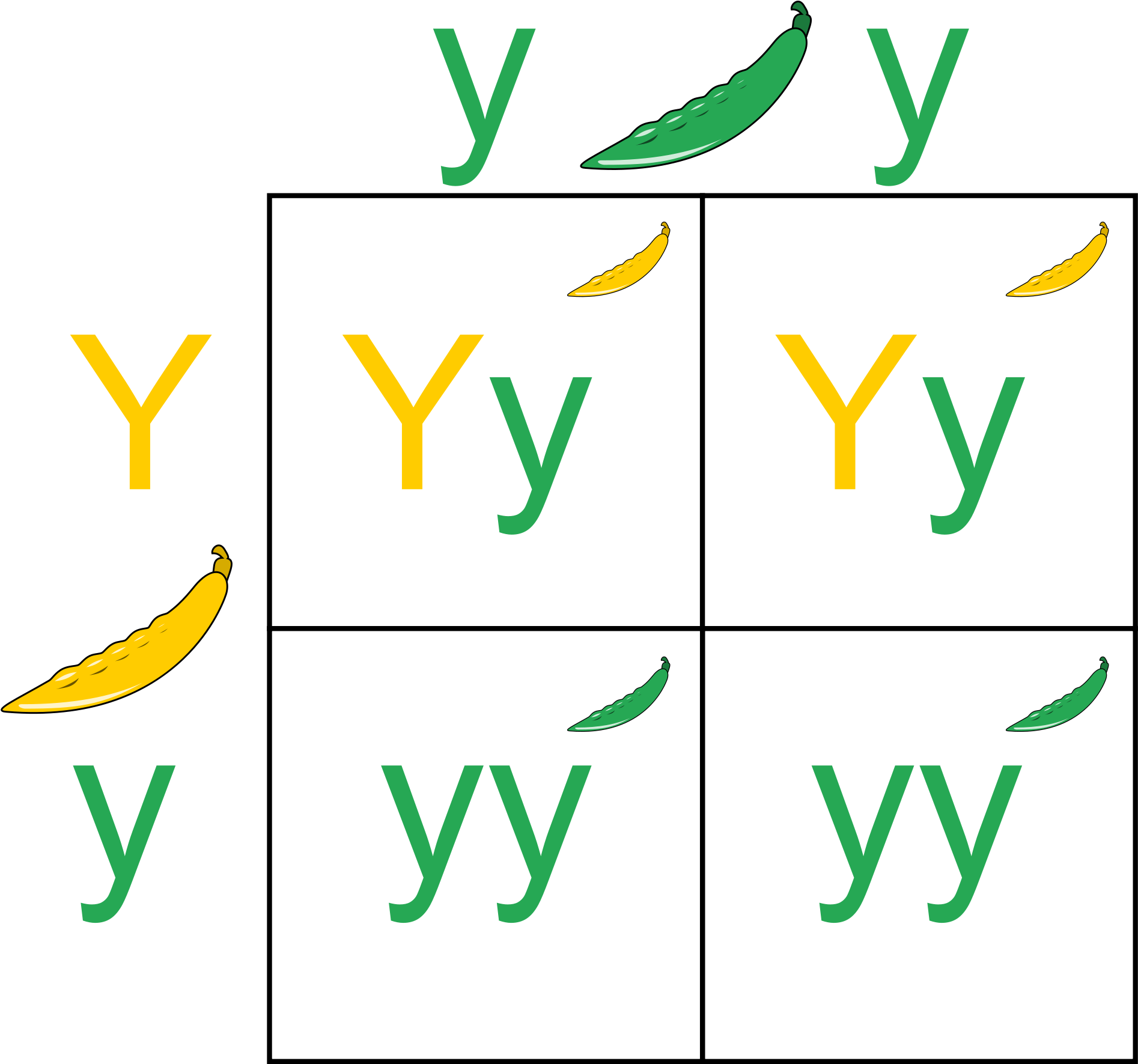 Pea Clipart Mendel - Punnett Square (2000x2000)