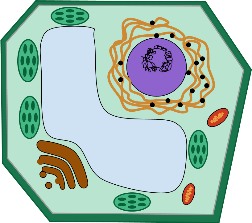 Bacteria (960x720)