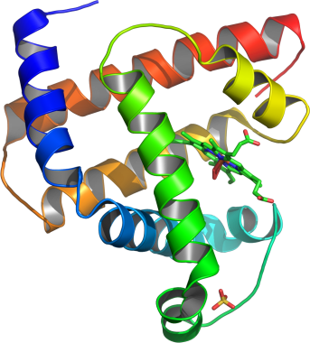 Unknown Clipart Etiology - Do Proteins Look Like (343x380)