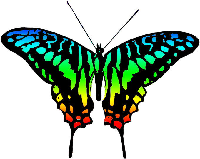 Butterfly Clipart Symmetrical - Colourful Butterfly Clip Art (709x566)