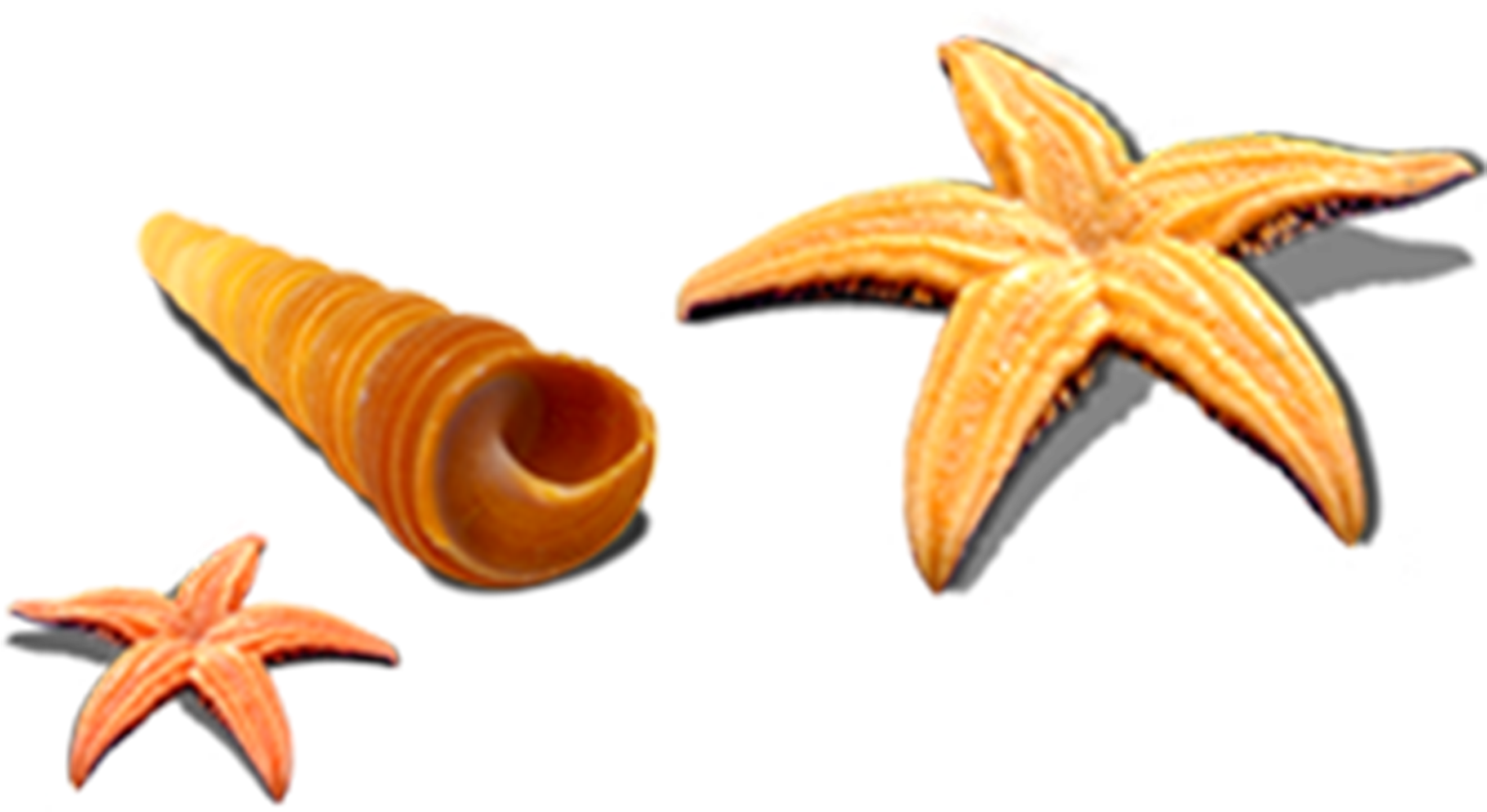 Starfish Seashell Sea Snail Seafood - Estrela Do Mar Concha Png (2902x1552)