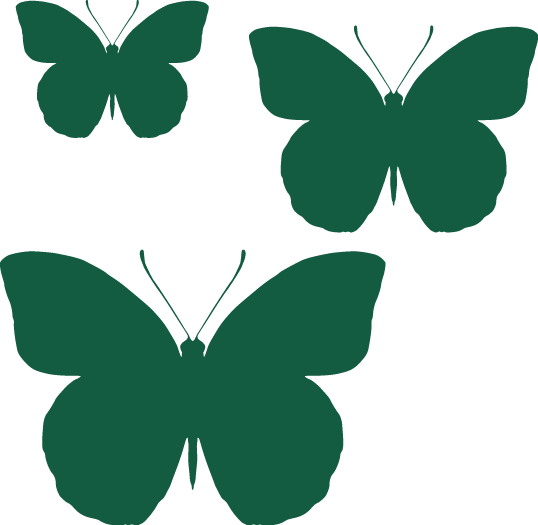 Butterflies - Coloured - Vector Graphics (538x525)