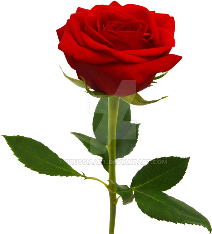 Red Rose On A Transparent Background - Rose (900x928)