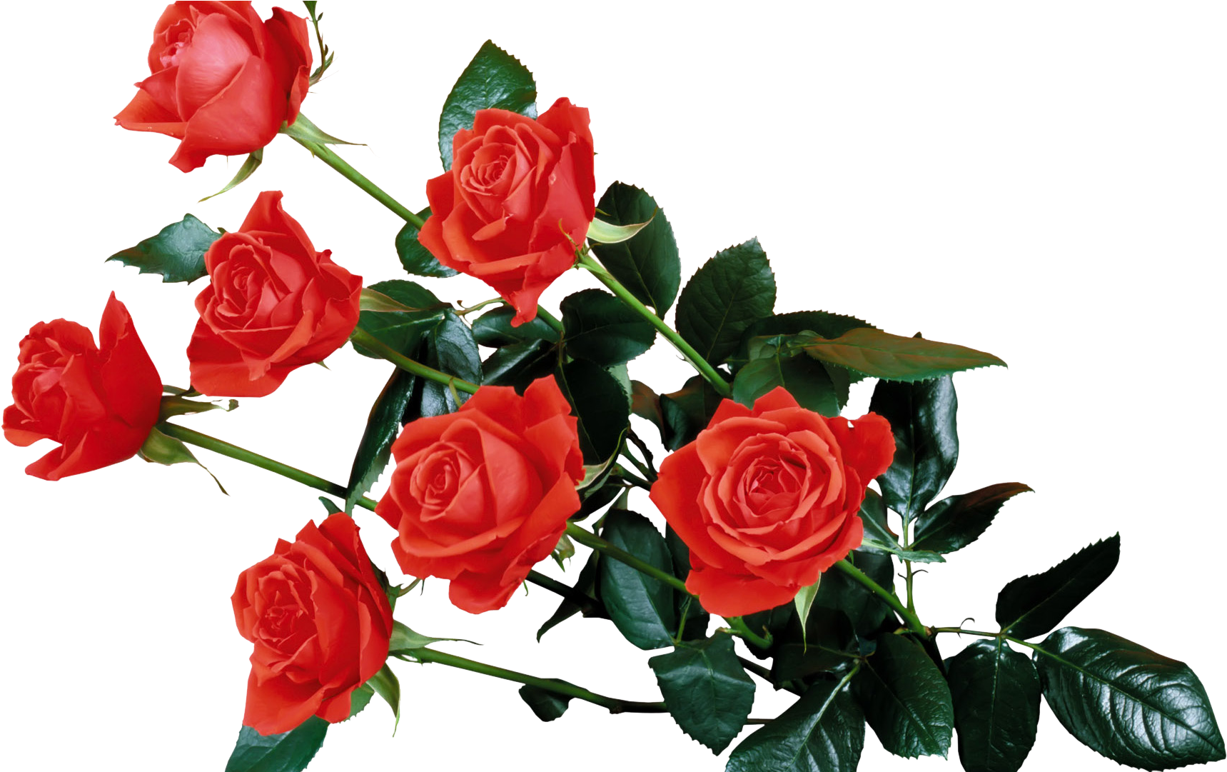 Red Rose Transparent Png - Flowers Rose Wallpaper Png (1920x1080)