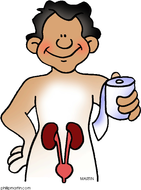 Http - //www - Clipartkid - Com/cartoon Body System - Excretory System Clipart (474x648)