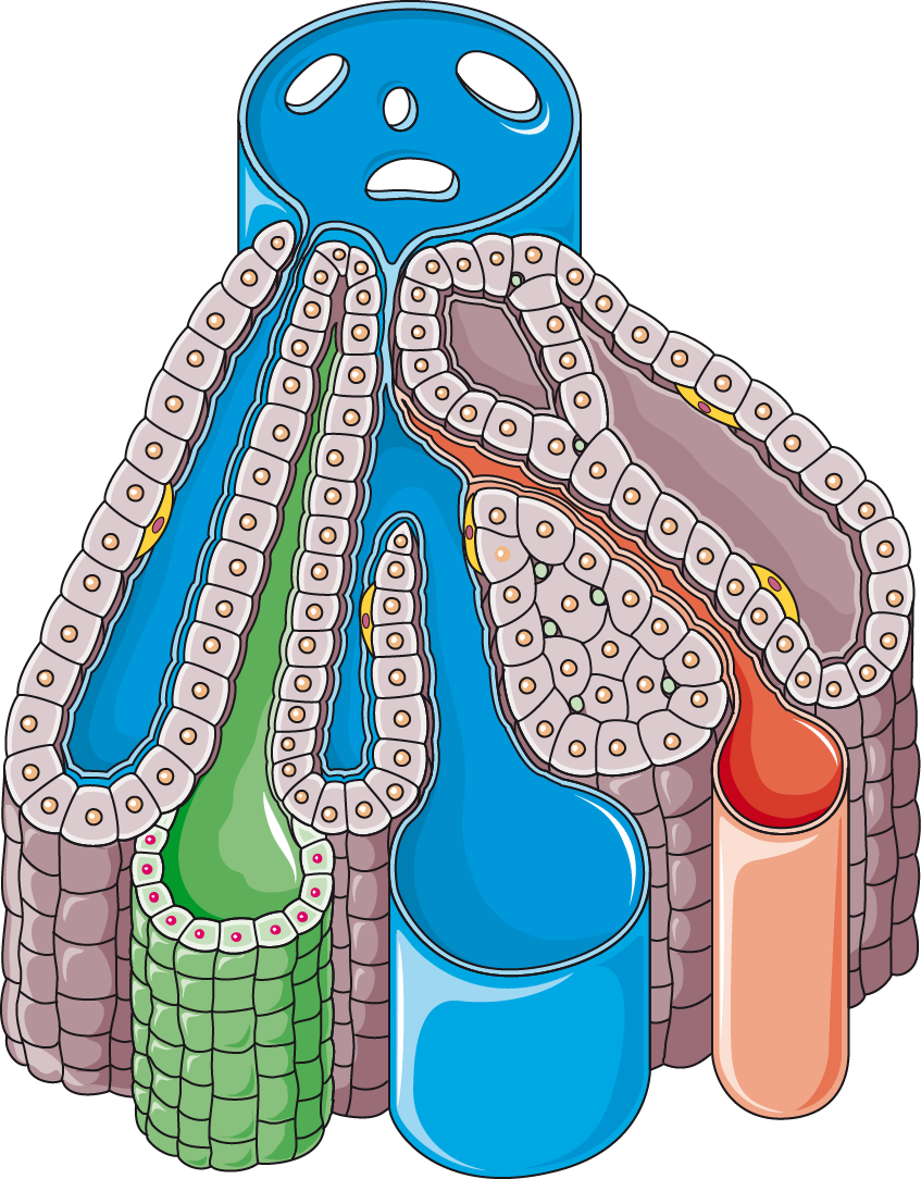 Liver Lobule - Liver Lobule (847x1084)