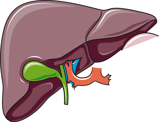 Liver And Gallbladder - Liver And Gallbladder Png (550x423)