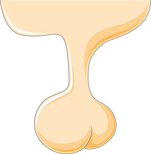 Glande Pituitaire - Pituitary Gland (505x514)