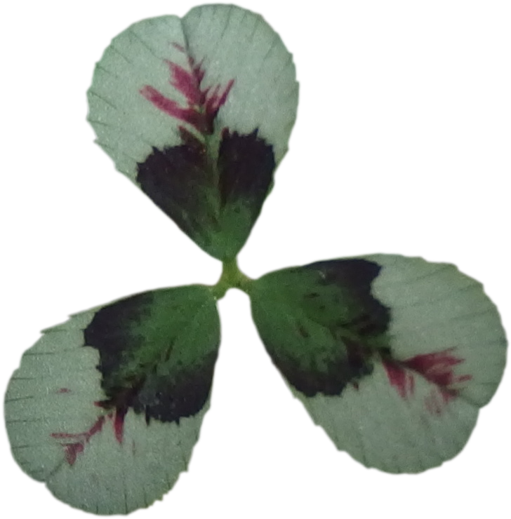 クローバー ティントルージュ 葉 切り抜き 画像 - Four-leaf Clover (739x739)