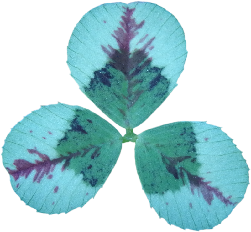 クローバー ティントルージュ 葉 切り抜き 画像 - Mexican Pinyon (800x800)