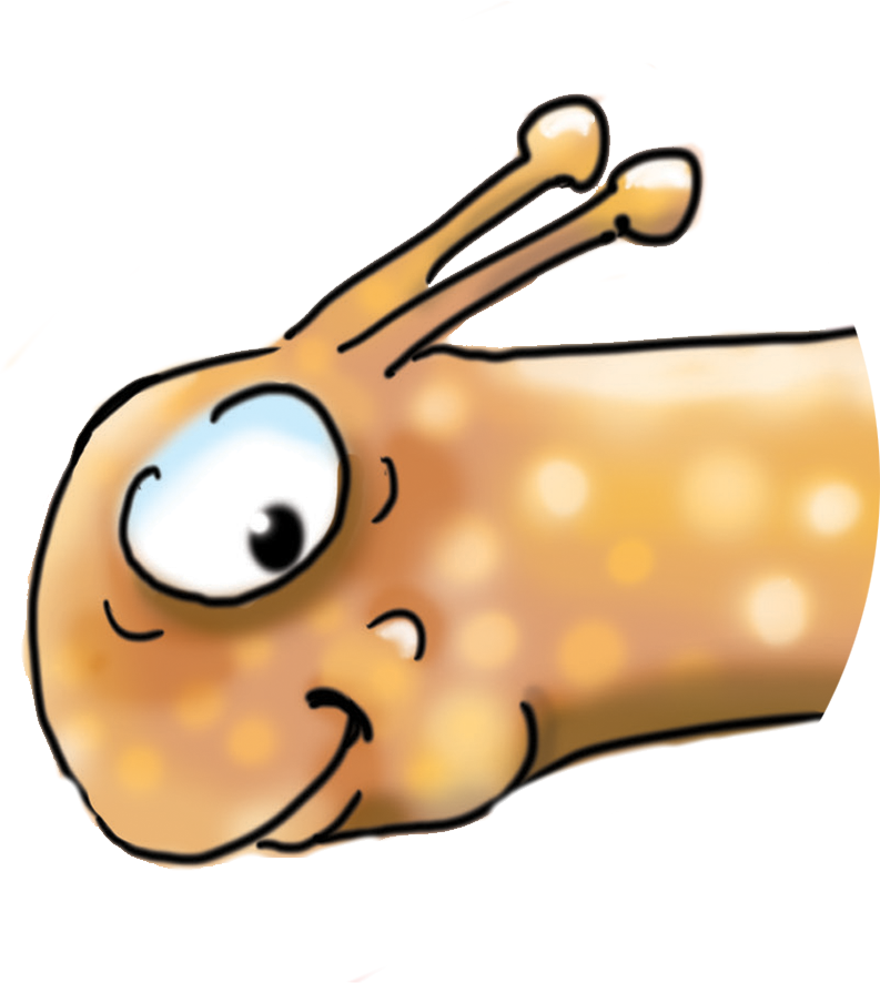 Enlarged Illustrated Drawing Of A Snail's Head To Show - Lisa Bohart (793x886)