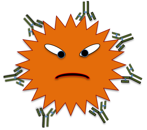 Been Opsonized By Antibodies They Bind All Over The - Antibody And Antigen Reaction (469x415)