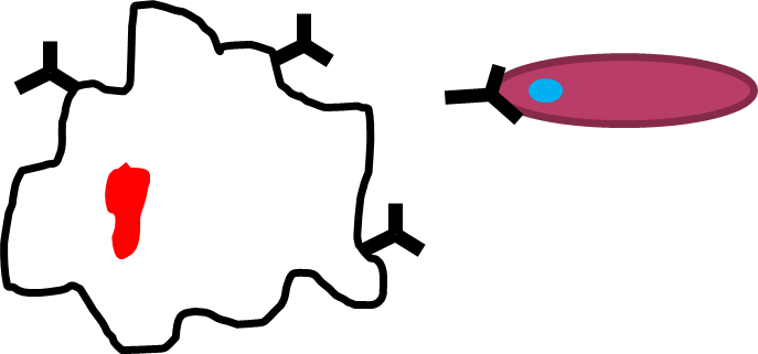 The Effect Of Stress On The Immune System - The Effect Of Stress On The Immune System (687x321)