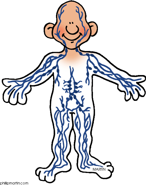 The Hypothalamus Is A Small Collection Of Nuclei That - Lymphatic Clipart (531x648)