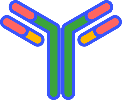 The Immune Hosts Explain How Antibody Molecules Mature, - Antibody (505x413)