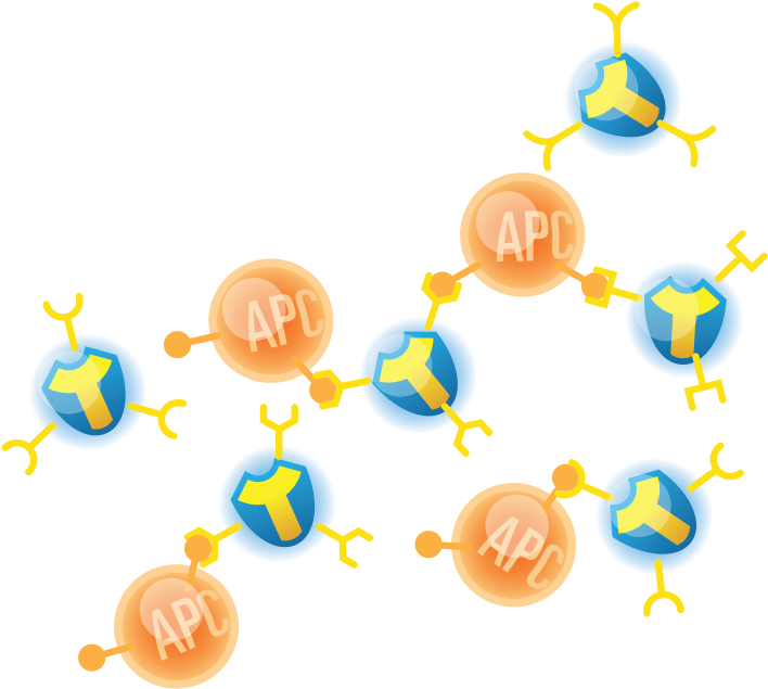 T-cells Stimulating Immune System - T Cell (743x737)