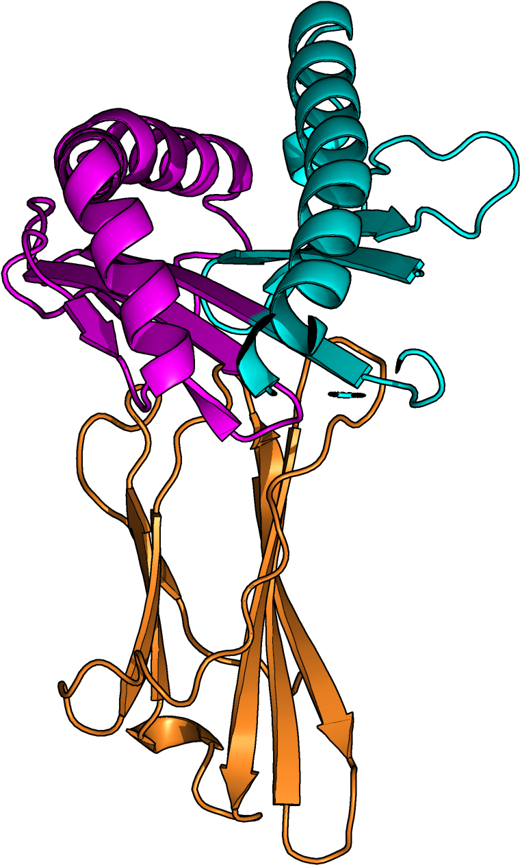 Human Leukocyte Antigens Are Important Components Of - Human Leukocyte Antigens Are Important Components Of (774x1296)