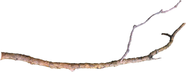 Wg-23 - Tree Branch Png (600x235)