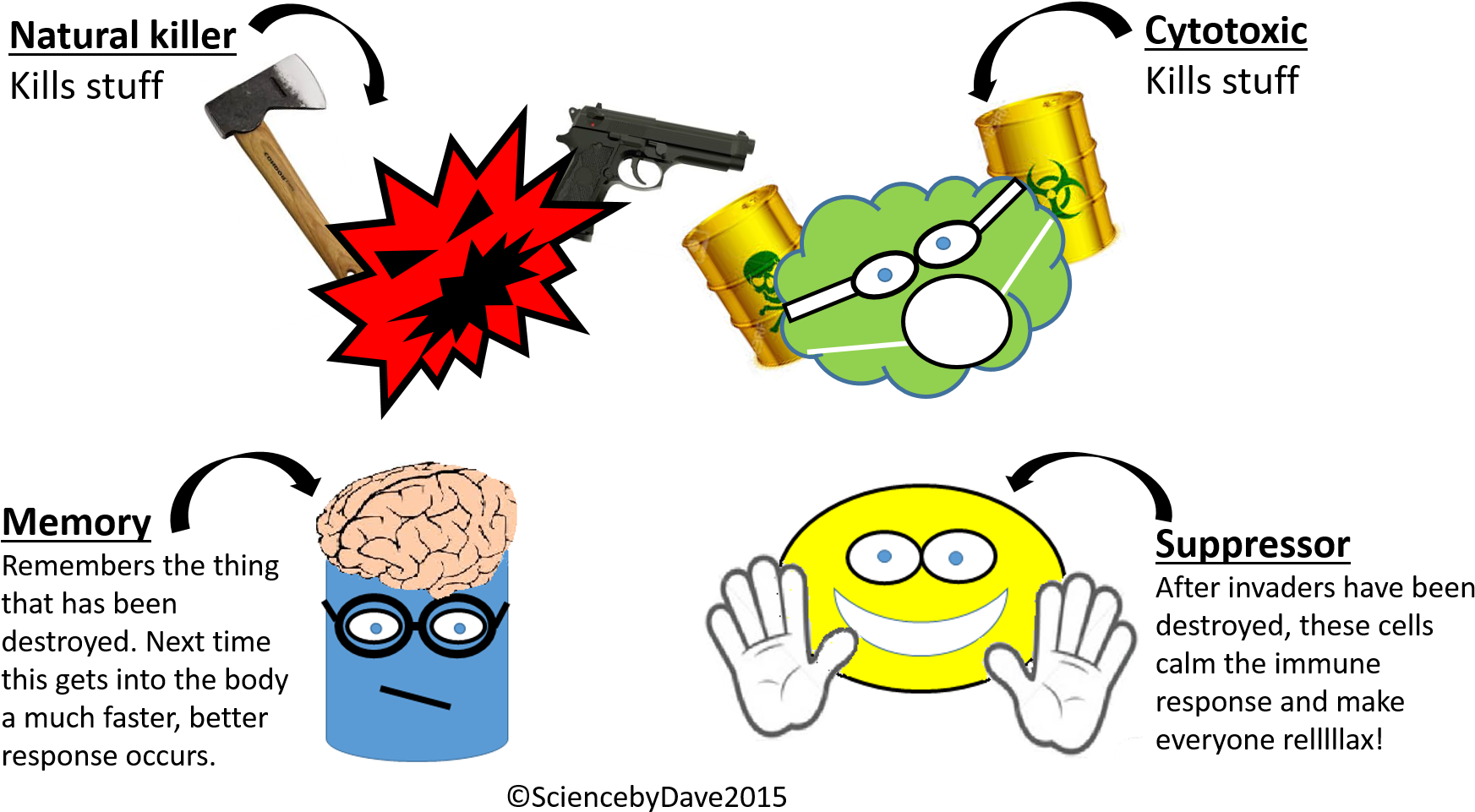 Most Important Of All The Adaptive Immune System Produces - Natural Killer Cell Cartoon (1807x1000)