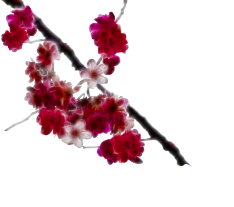 Download Cherry Blossom Clipart - Crape Myrtle (900x675)
